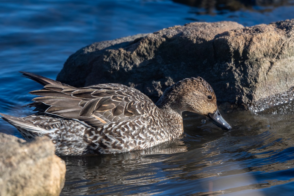 Northern Pintail - Steve Rappaport