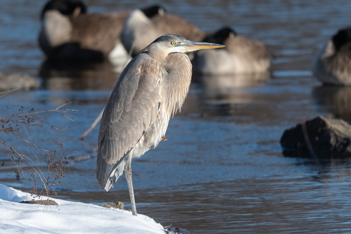 Great Blue Heron - ML615001528