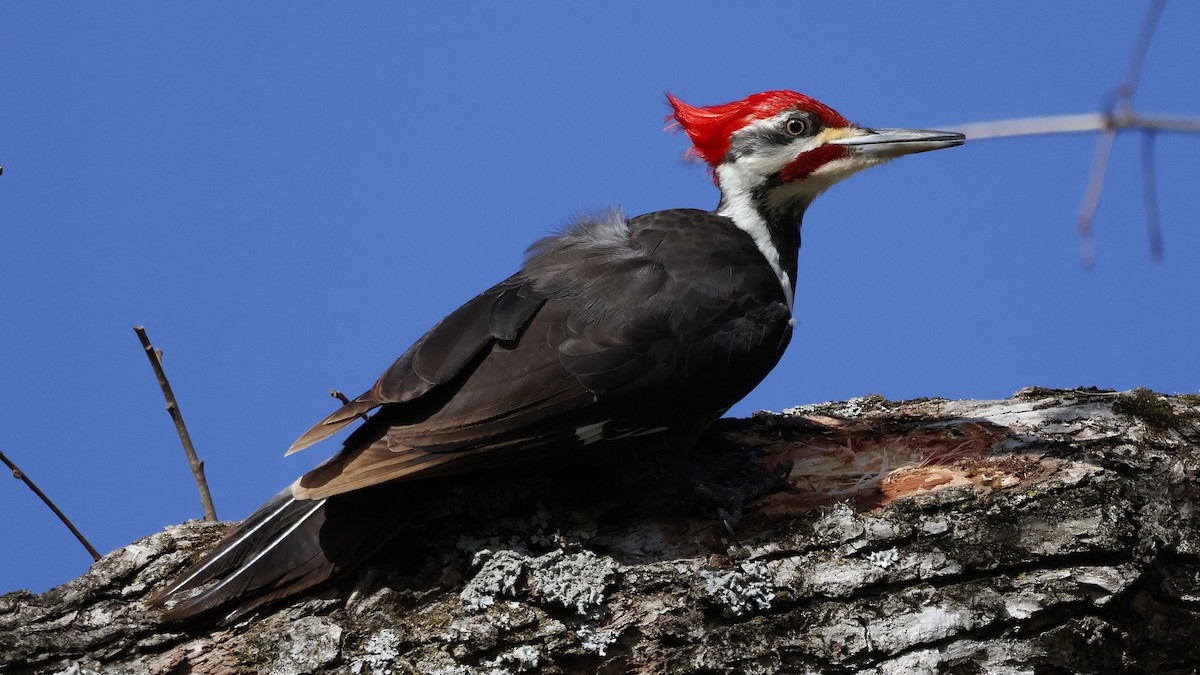 Pileated Woodpecker - ML615001595
