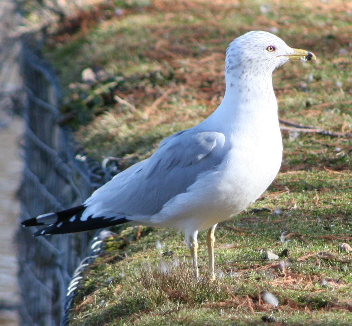 Ring-billed Gull - ML615001600