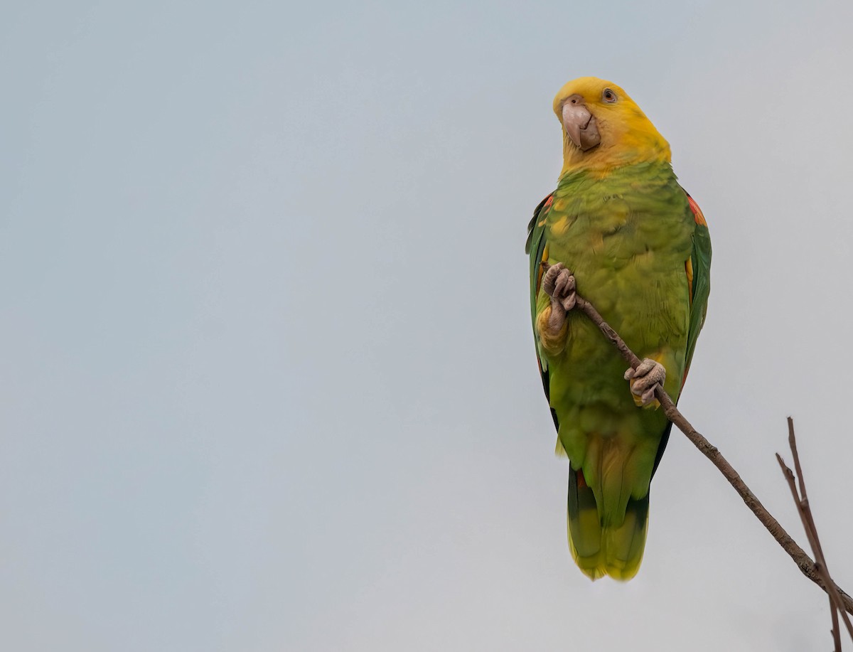 Yellow-headed Parrot - ML615001617