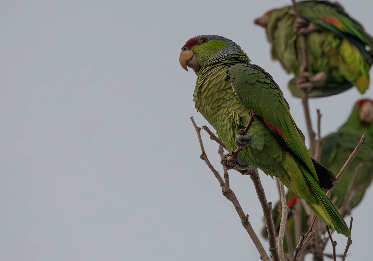 Lilac-crowned Amazon - ML615001630