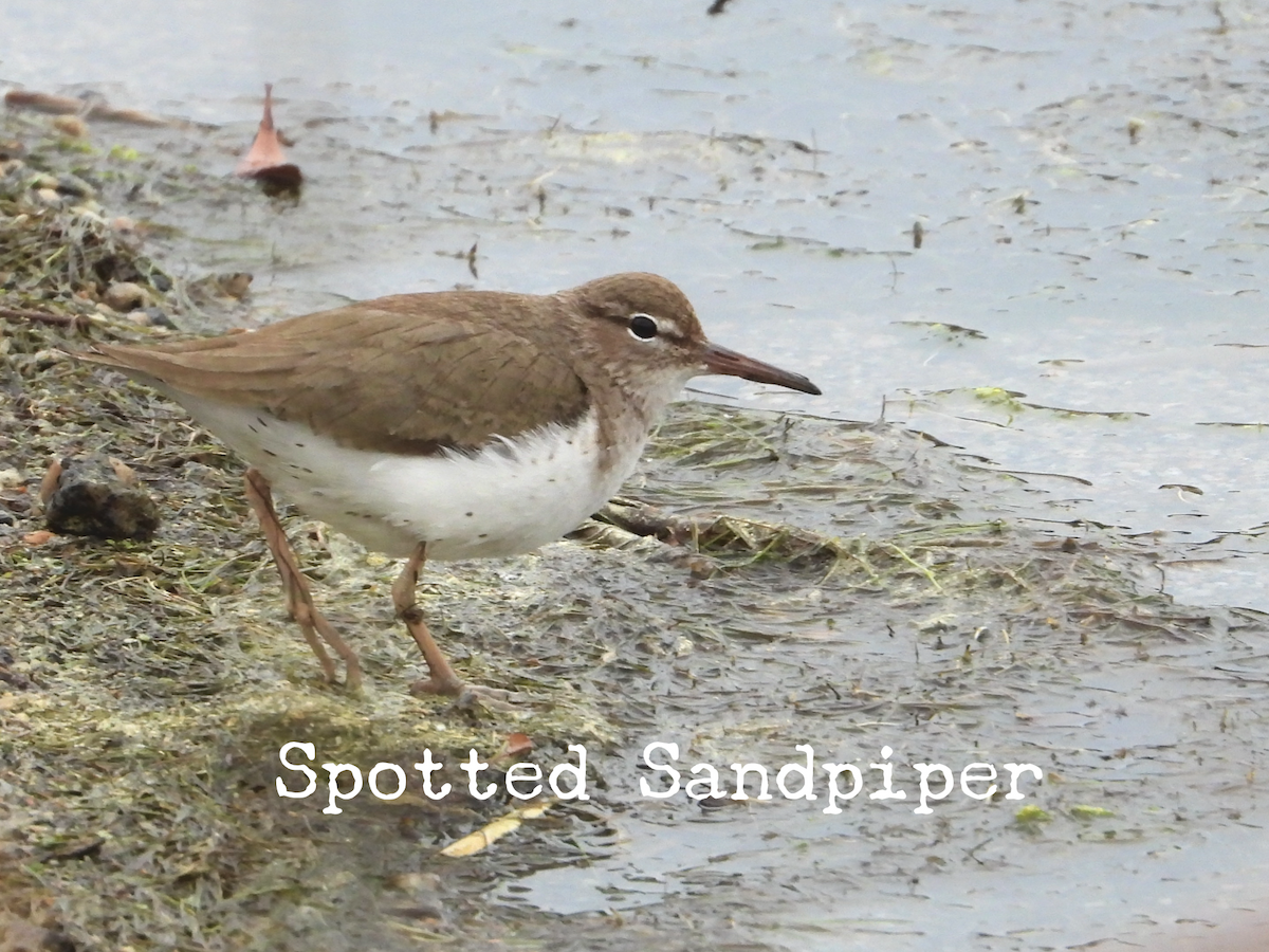 Spotted Sandpiper - Angela Schumpert