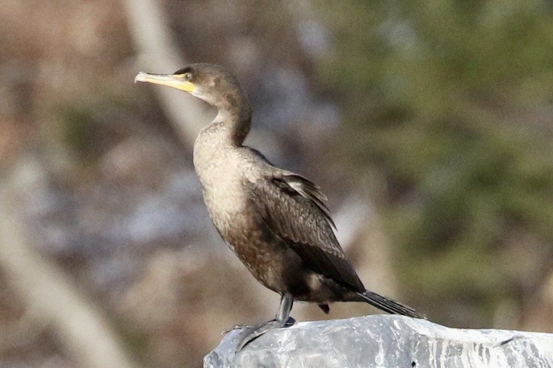 Double-crested Cormorant - Trudy Rottino