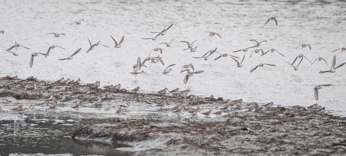 Western Sandpiper - ML615001835