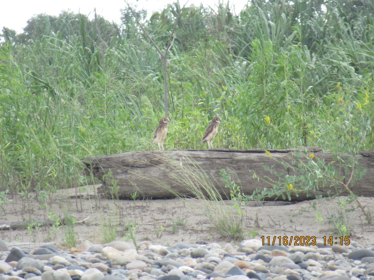 Burrowing Owl - Glenn Ousset