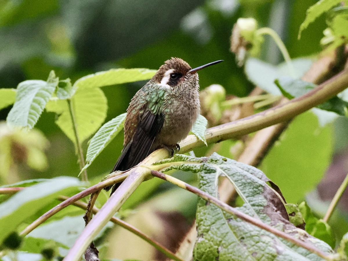 Colibri à oreilles blanches - ML615001851