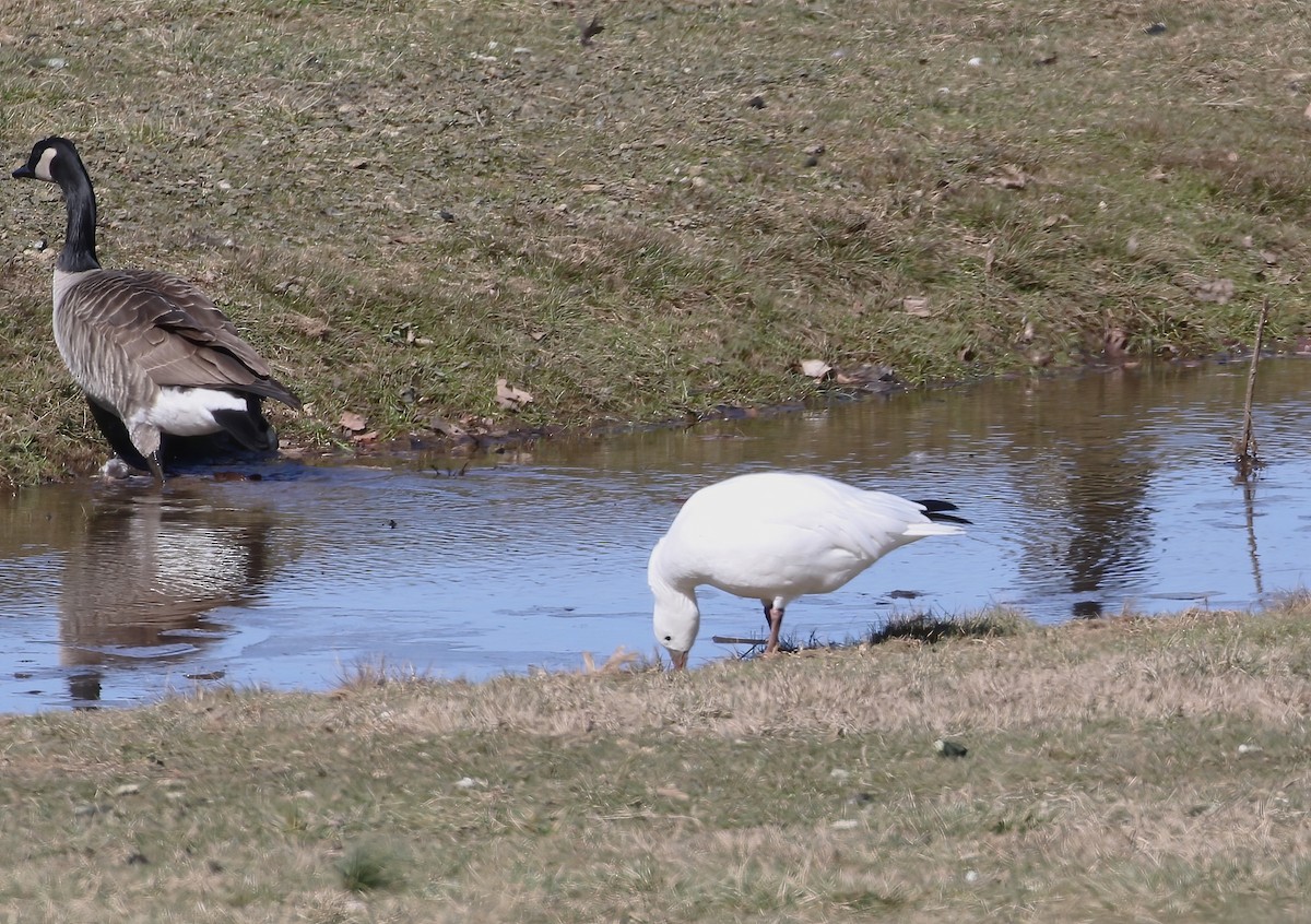 Ross's Goose - Evan Pannkuk