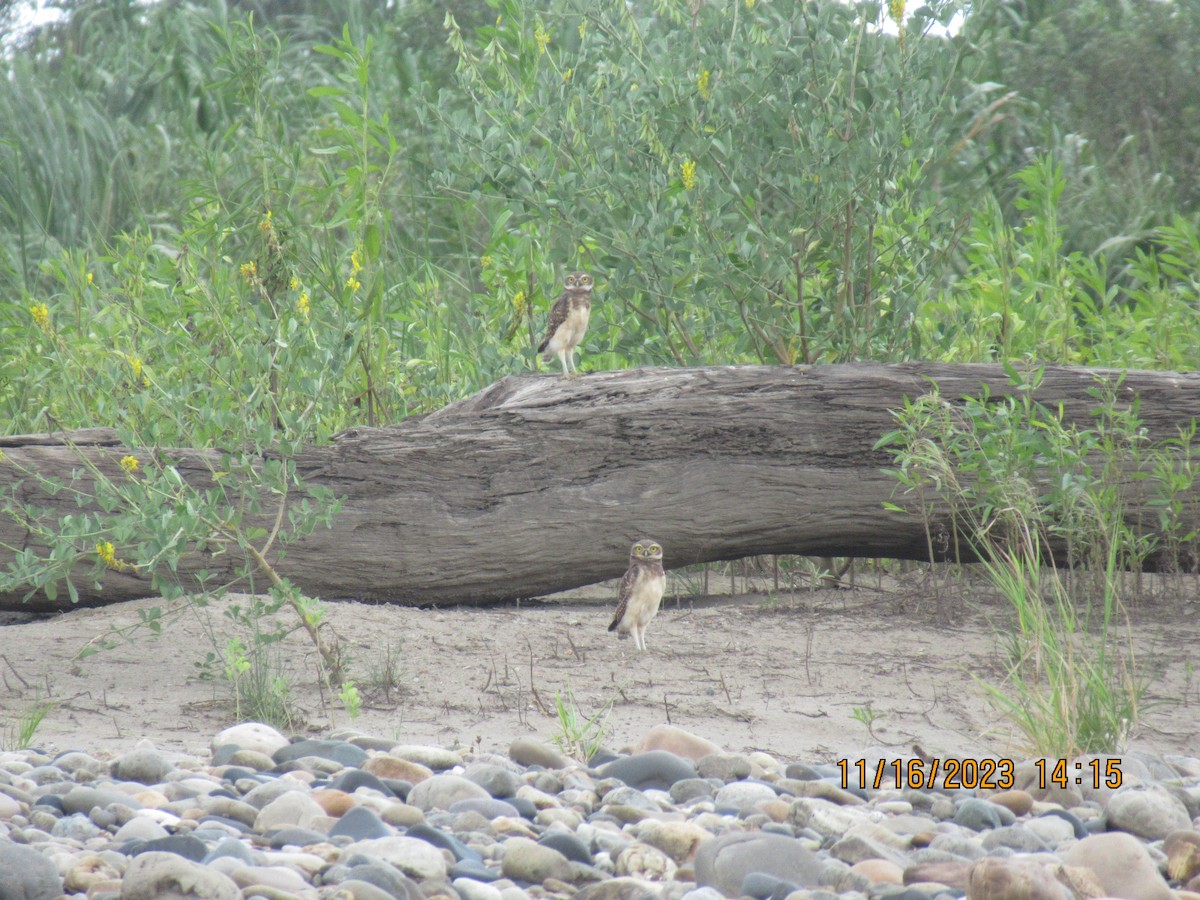 Burrowing Owl - Glenn Ousset