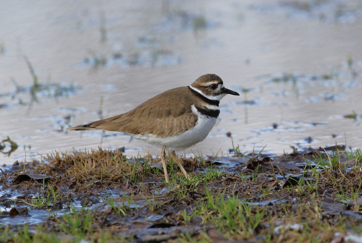 Killdeer - Evan Pannkuk