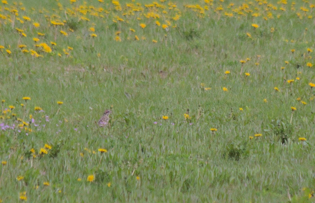 Lark Sparrow - Caleb Scholtens