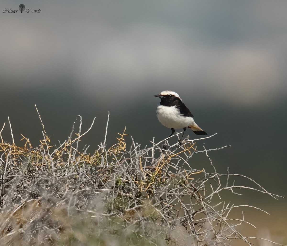 Mourning Wheatear - ML615001930