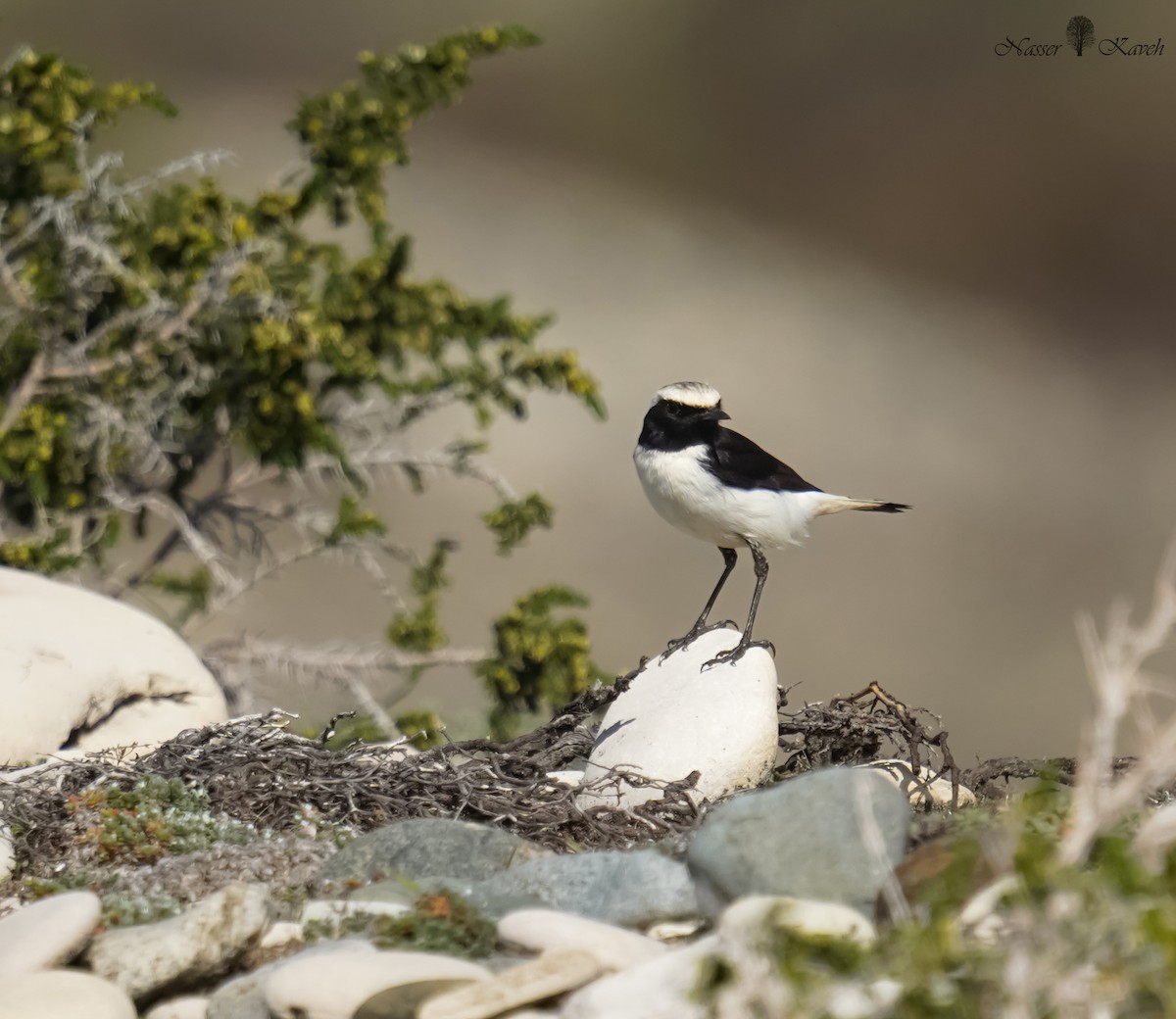 Mourning Wheatear - ML615001931
