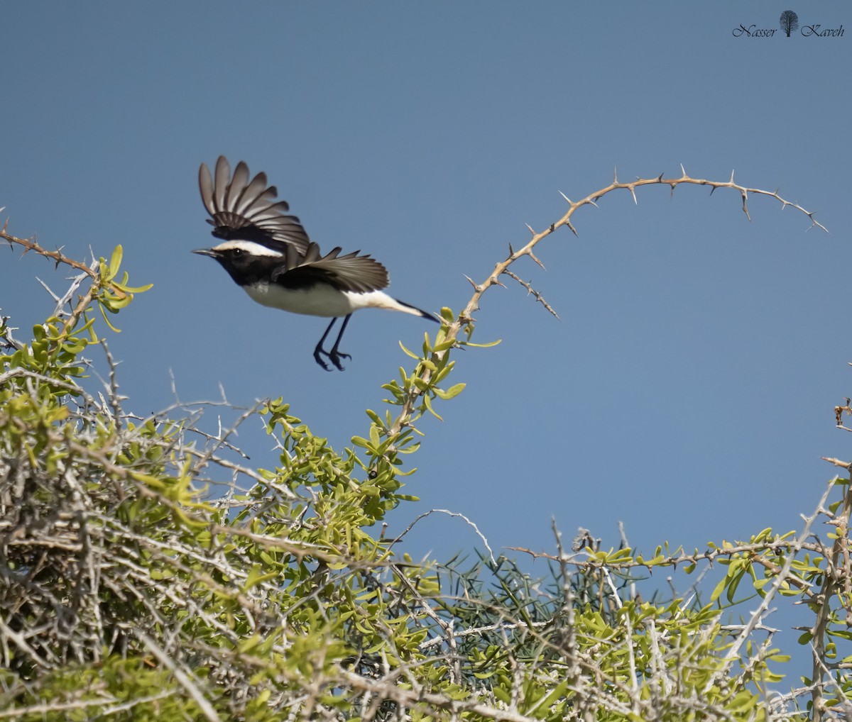 Mourning Wheatear - ML615001932