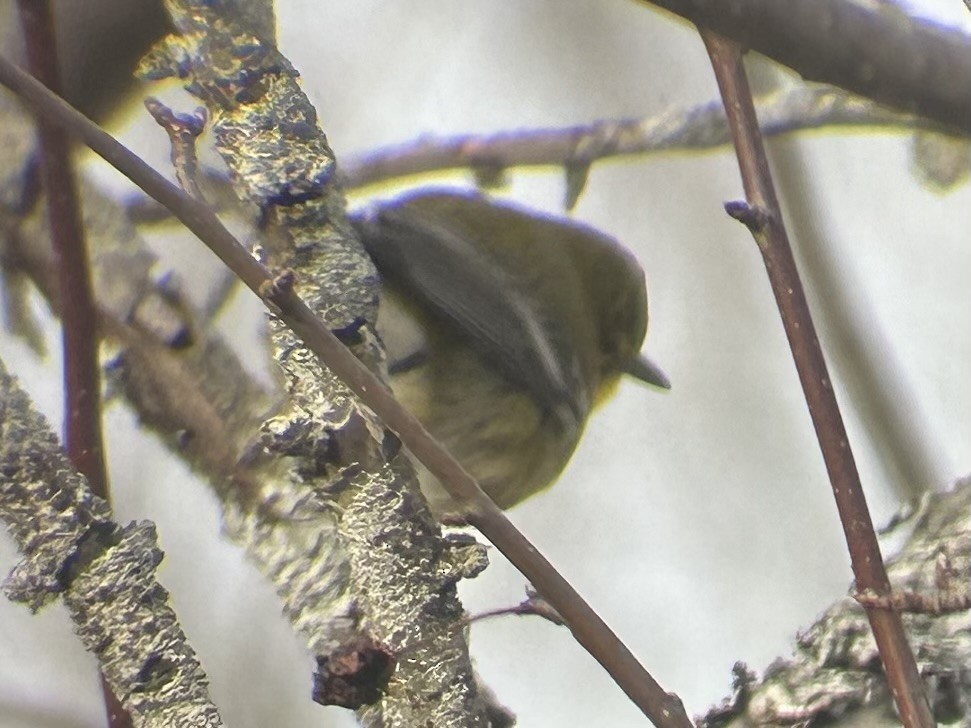 Pine Warbler - ML615001952