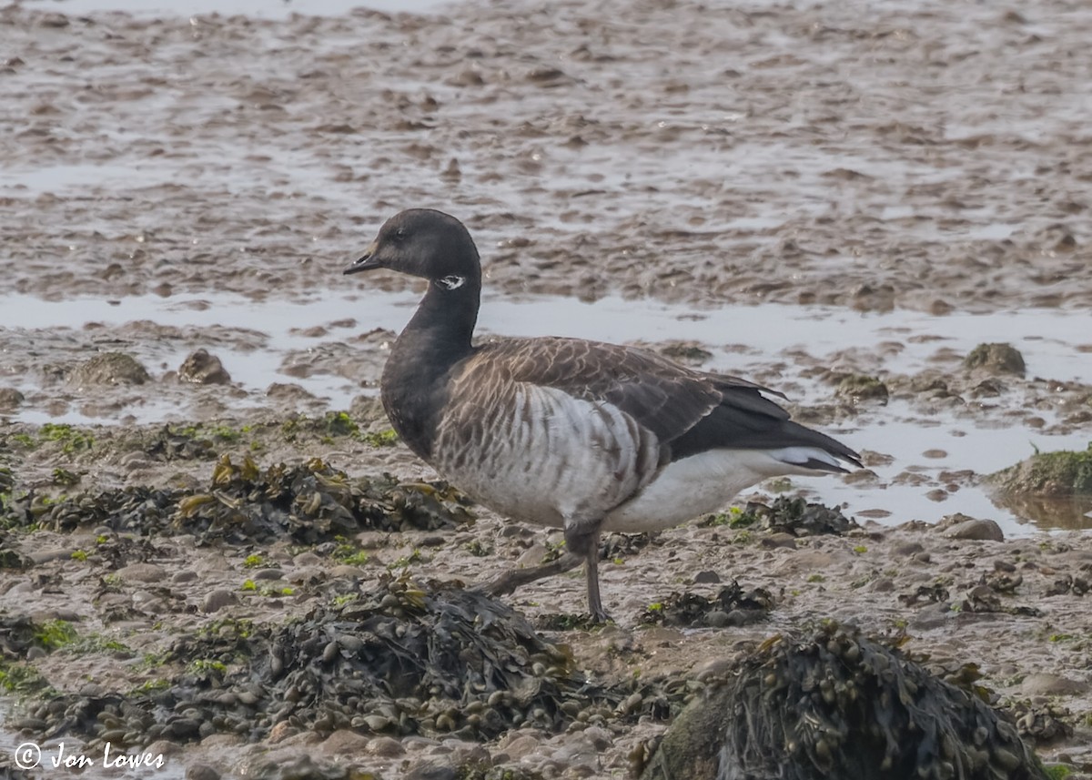 Brant (Atlantic) - ML615001967