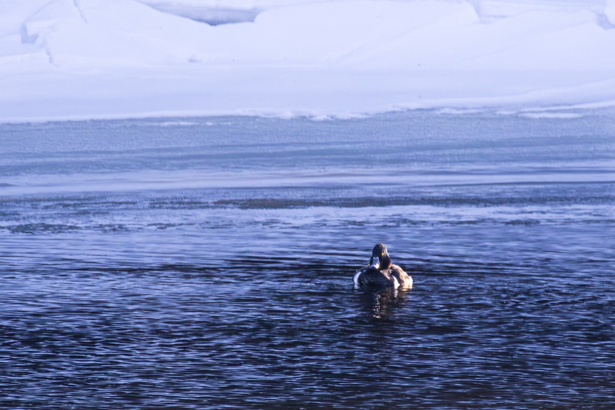 Ring-necked Duck - ML615002005