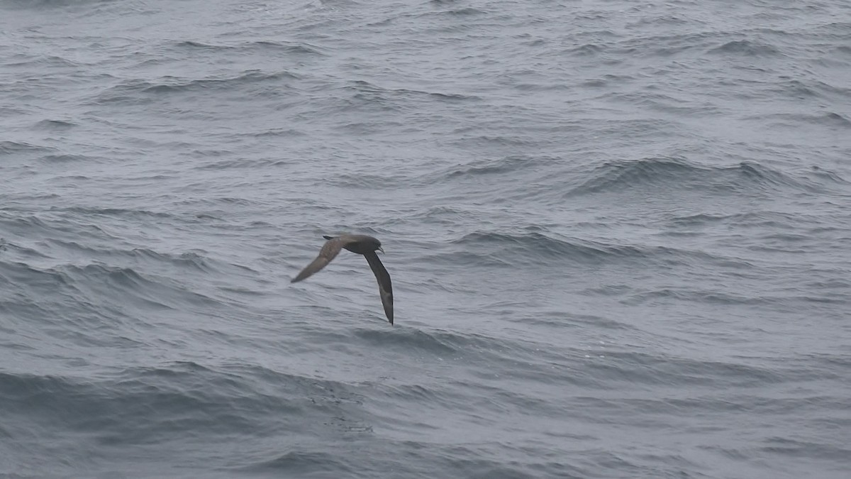 White-chinned Petrel - ML615002079