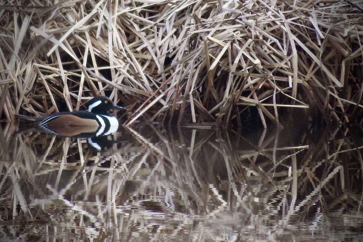 Hooded Merganser - ML615002092