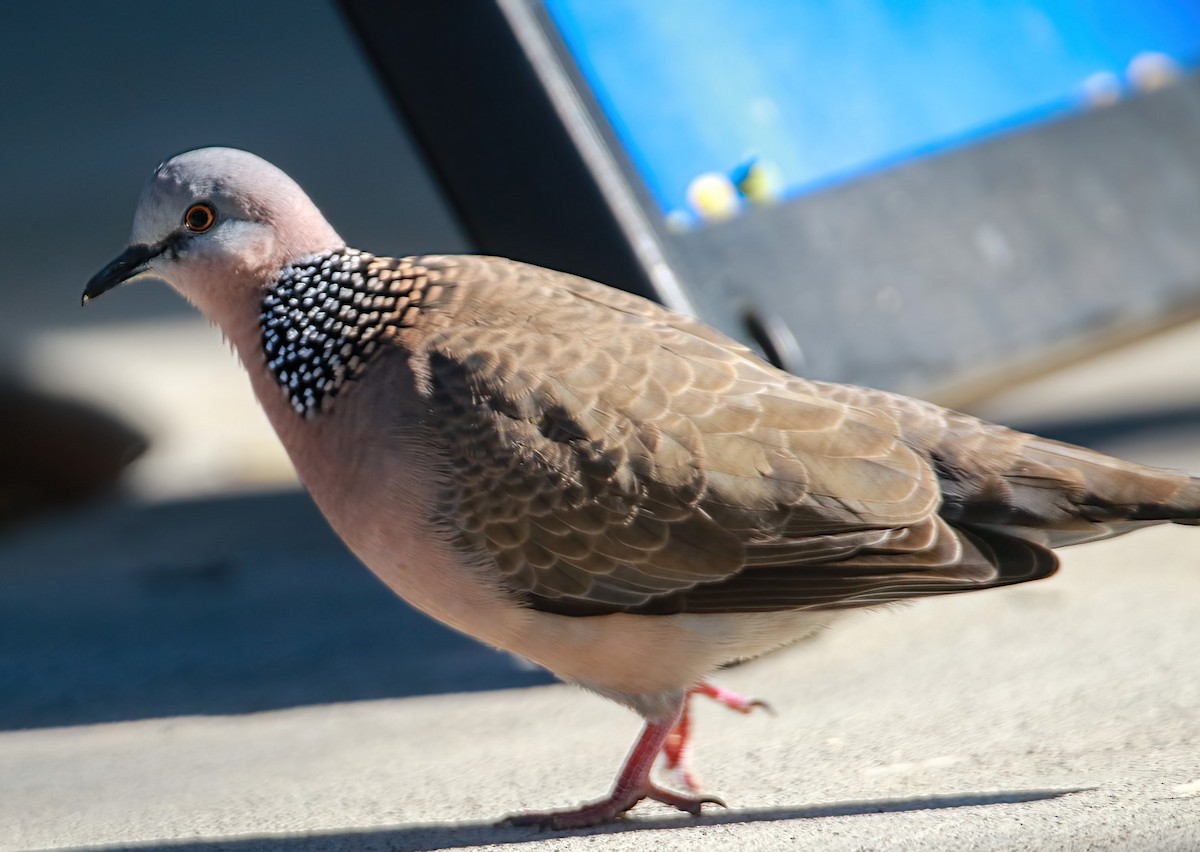 Spotted Dove - ML615002103
