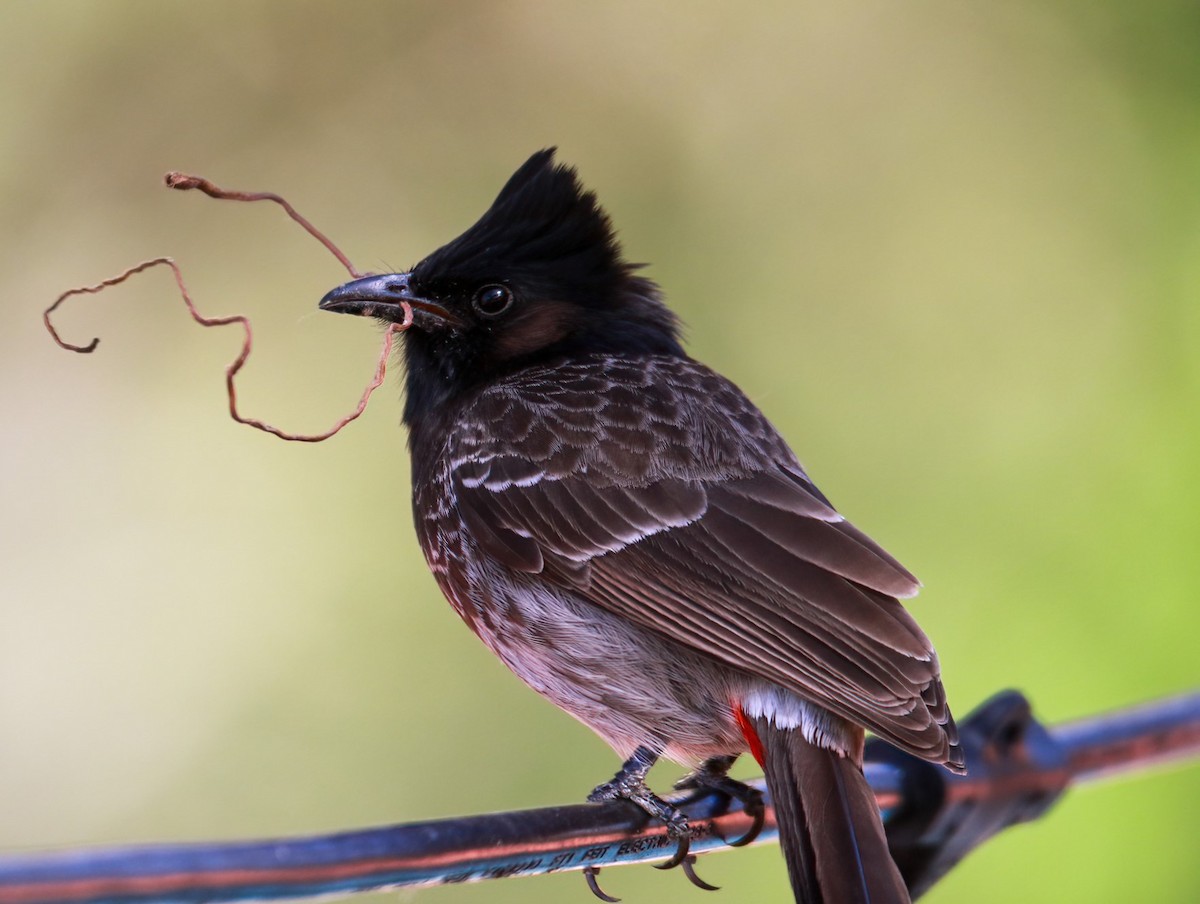 Red-vented Bulbul - ML615002130
