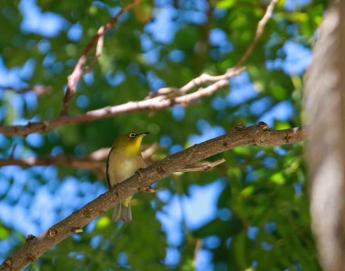 Warbling White-eye - ML615002134