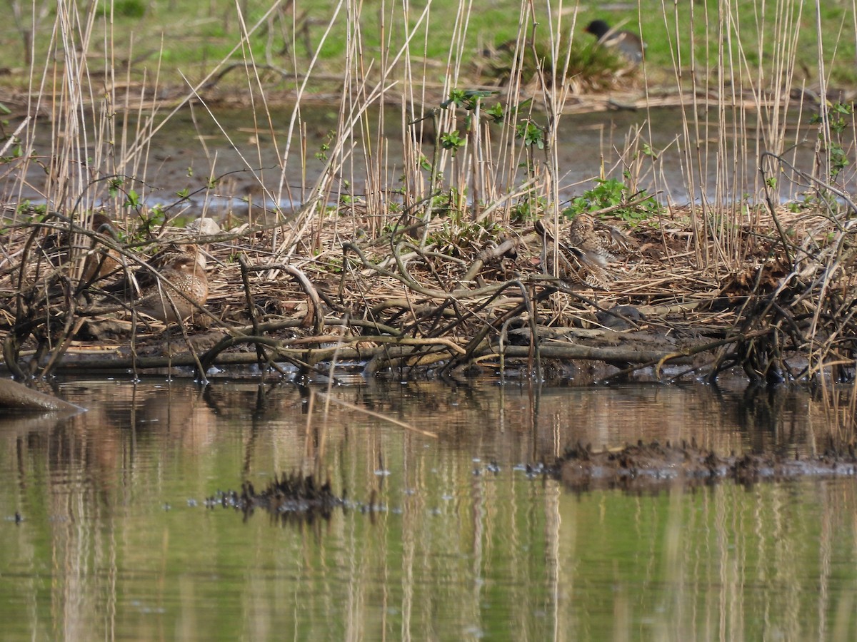 Common Snipe - ML615002135