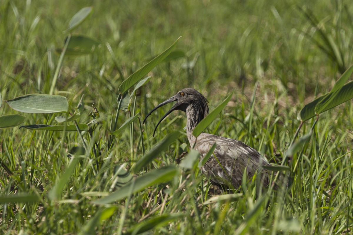 Plumbeous Ibis - ML615002166