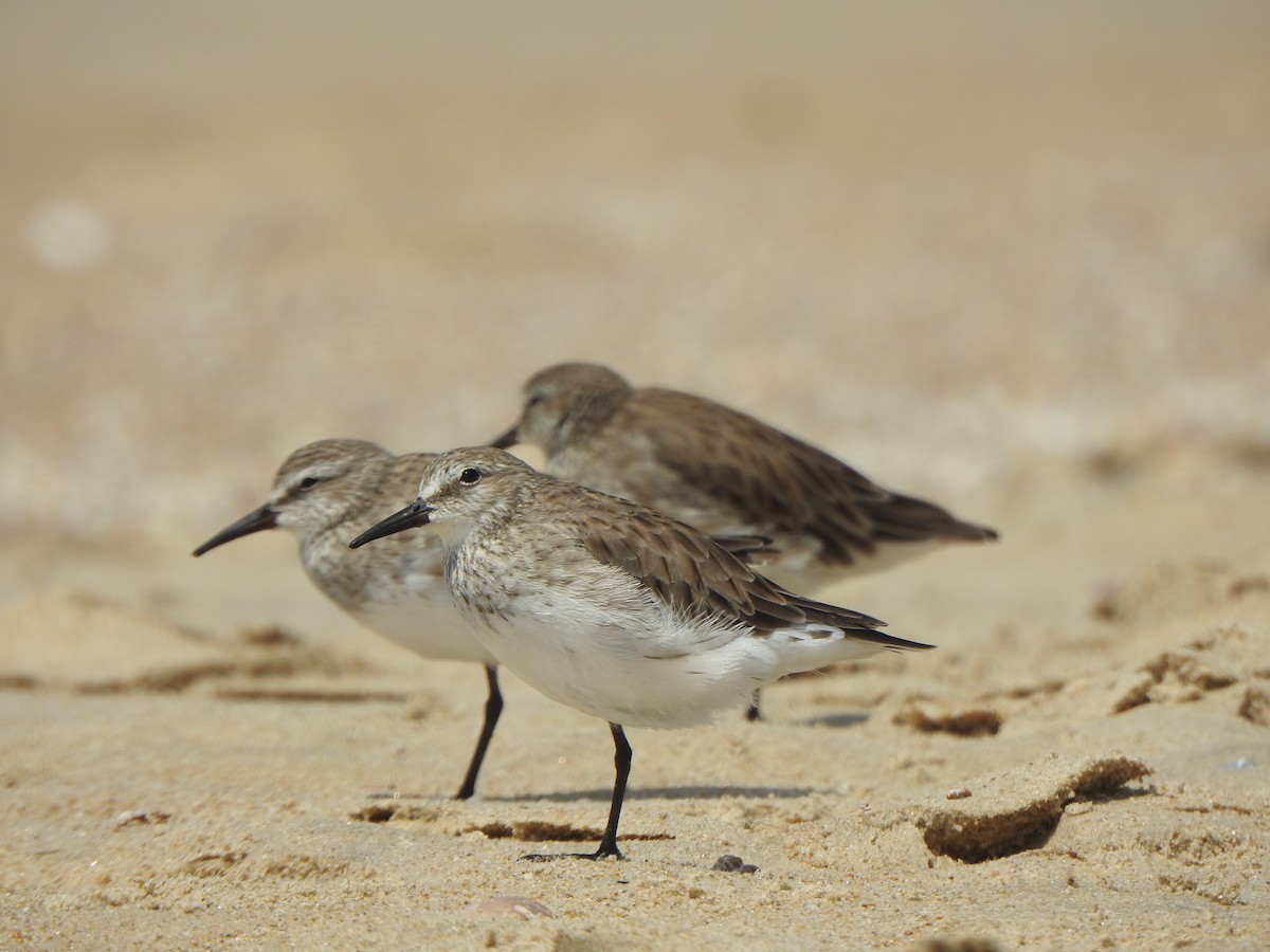 Weißbürzel-Strandläufer - ML615002170