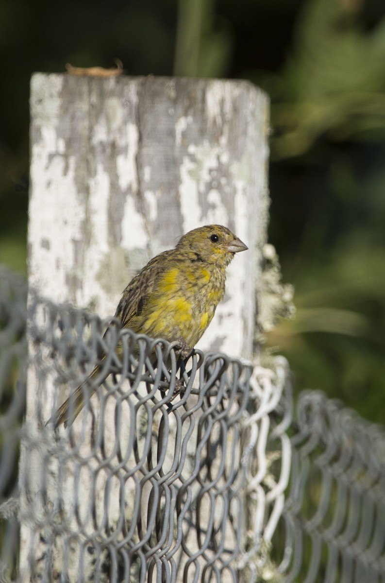 Saffron Finch - ML615002246