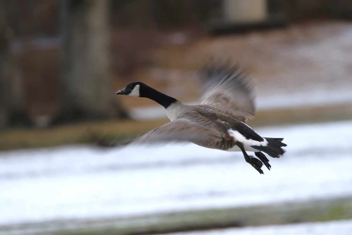 Cackling Goose - Evan Pannkuk