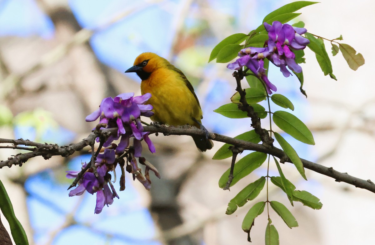 Spectacled Weaver (Black-throated) - Audrey Whitlock