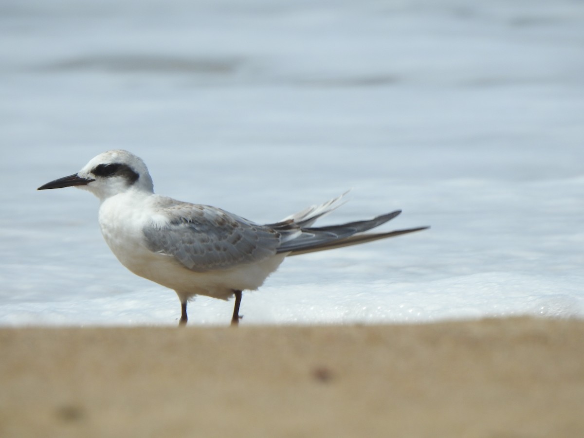 Snowy-crowned Tern - Silvia Viazzo