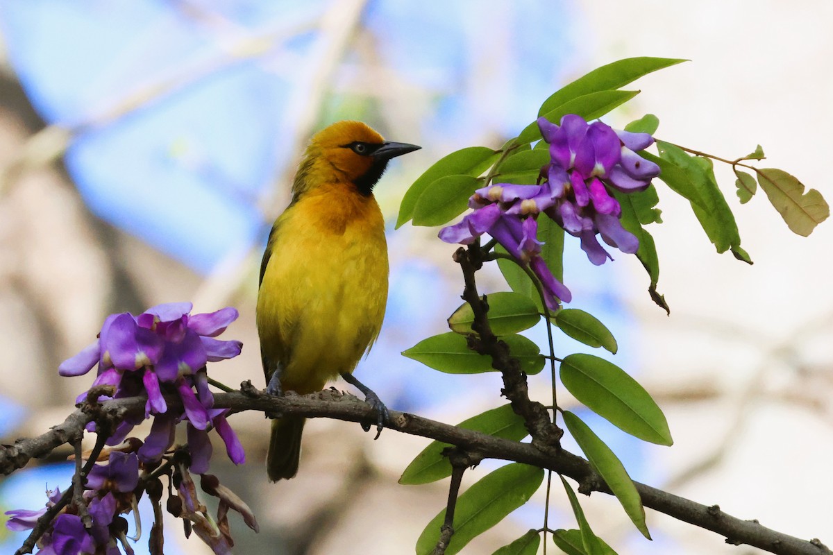 Spectacled Weaver (Black-throated) - ML615002354