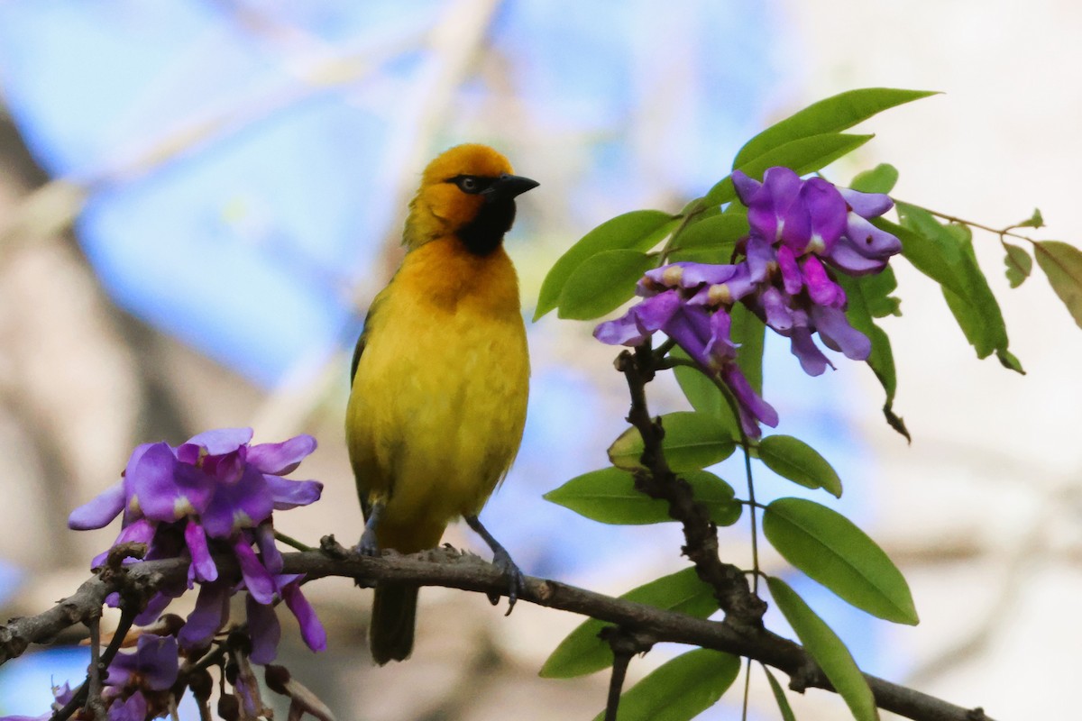 Spectacled Weaver (Black-throated) - ML615002366