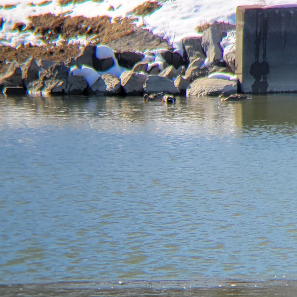 Northern Shoveler - ML615002373