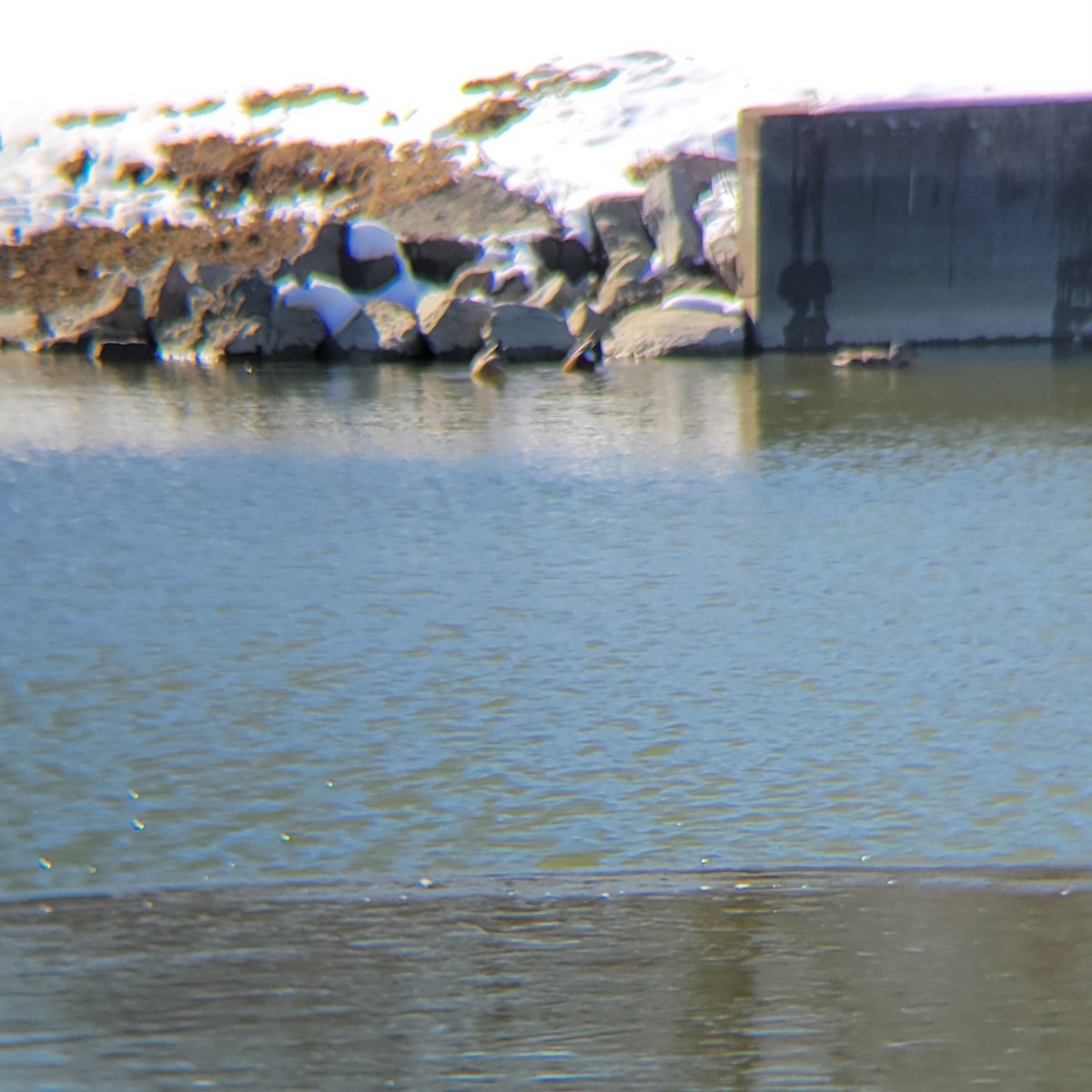 Northern Shoveler - ML615002374