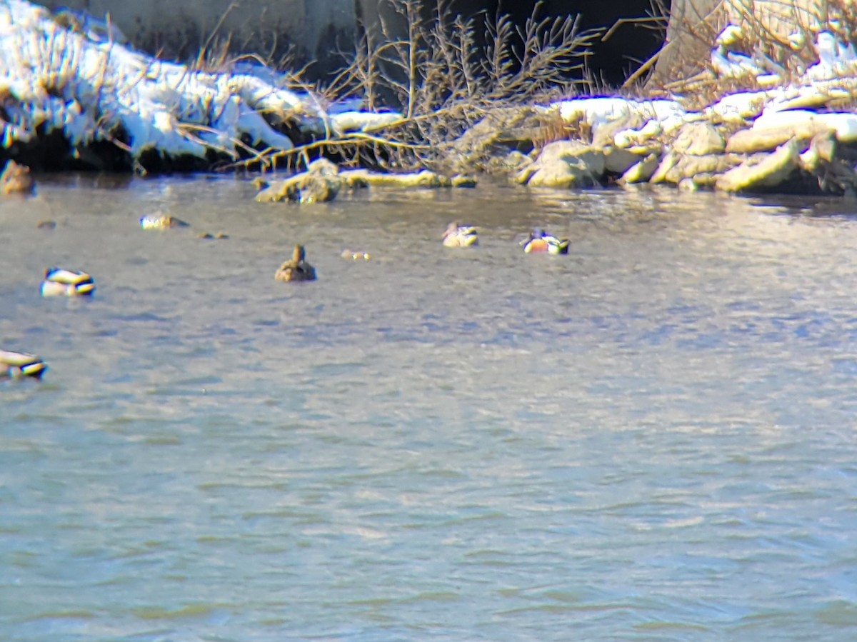 Northern Shoveler - ML615002375