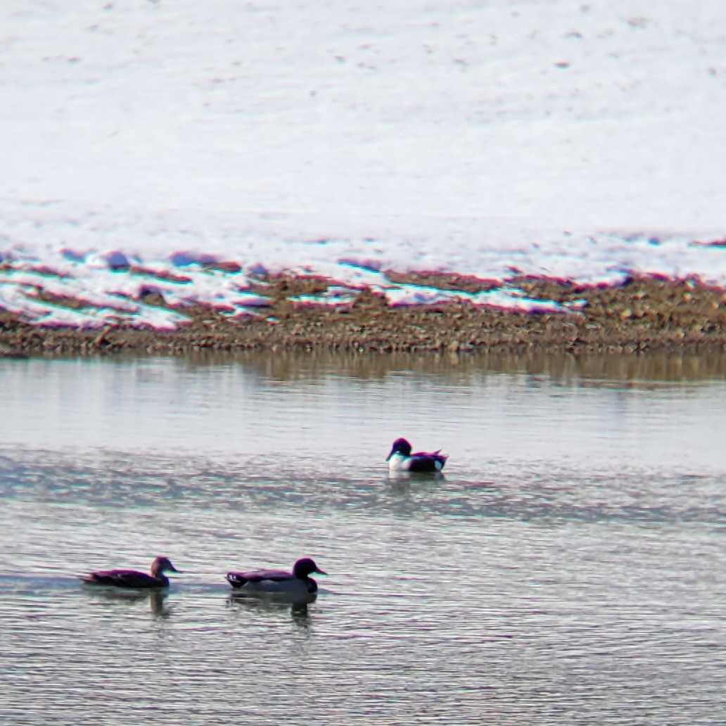Northern Shoveler - ML615002376