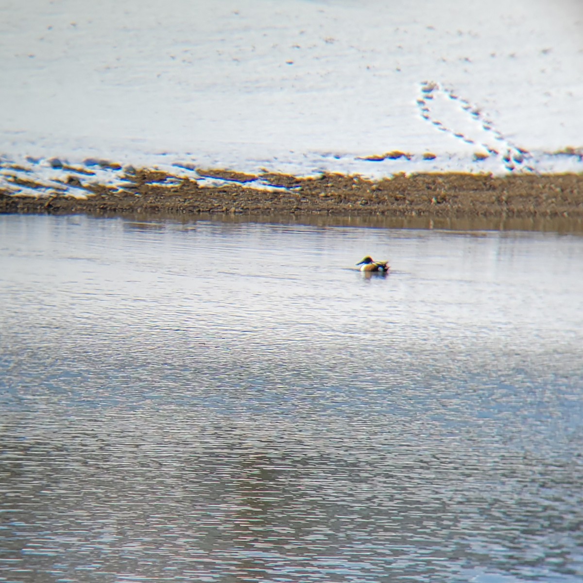 Northern Shoveler - ML615002378
