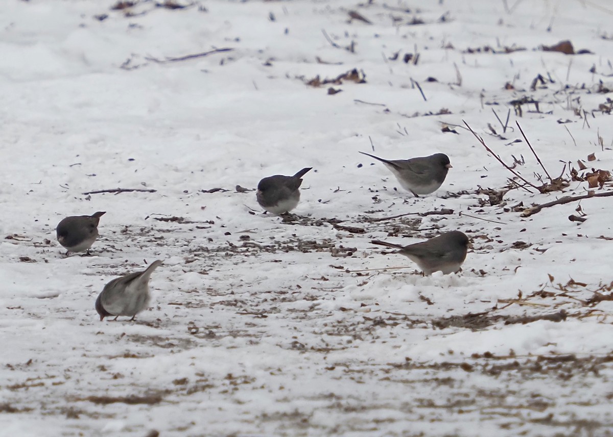 Dark-eyed Junco - gary james