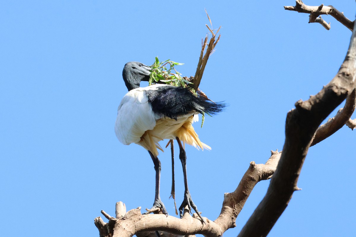 African Sacred Ibis - ML615002481