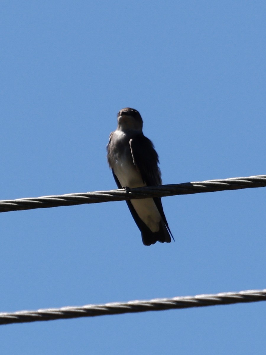 Northern Rough-winged Swallow - ML615002504