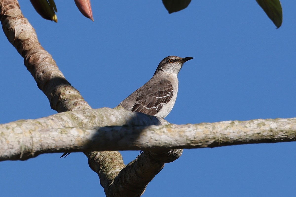 Northern Mockingbird - ML615002517