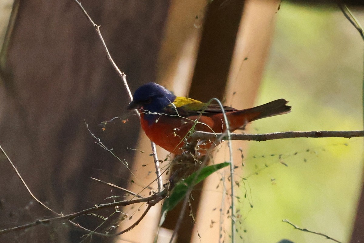 Painted Bunting - ML615002589