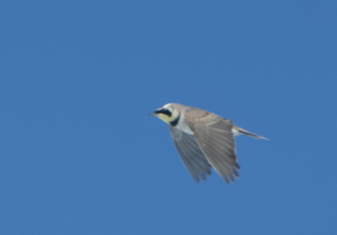 Horned Lark - Lisa Klepacz