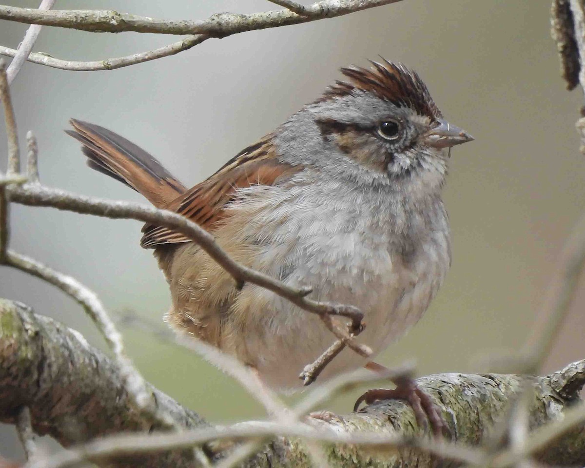 Swamp Sparrow - ML615002837