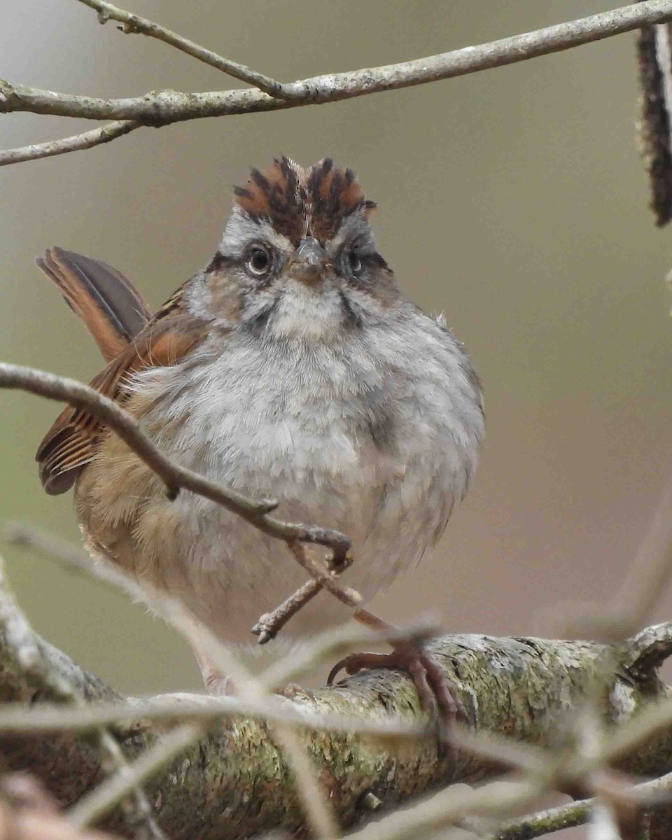Swamp Sparrow - ML615002838