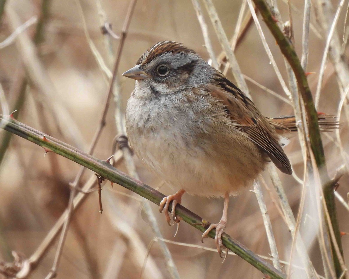 Swamp Sparrow - ML615002840