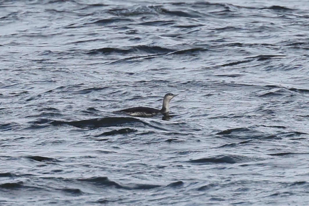 Улаан гүеэт гахууна - ML615002923